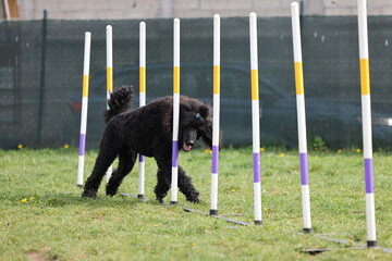 Dog running slalom on the agility field for dogs - 798581562