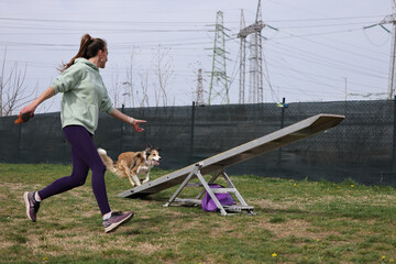 Dog with handler running acros seesaw in agility competition - 798581722