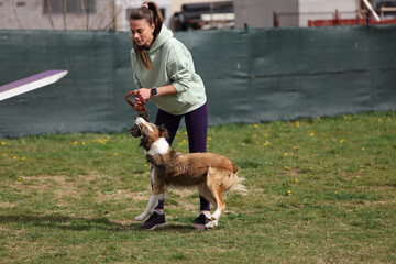 Dog with handler running acros seesaw in agility competition - 798581785