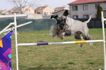 Dog training on agility field - 798581933