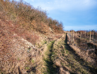 Fototapeta na wymiar Grassy road leads through old vineyard and thick bushes. Autumn. Sunny weather.