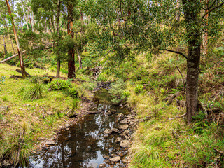 Wombat State Forest Creek Pool