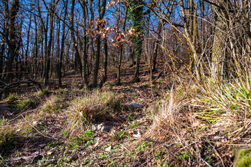 Dry autumn forest on the hillside. Blue sky.