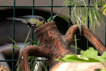 Great tit bird carrying food to its chicks nesting in an earthen water jug - obrazy, fototapety, plakaty
