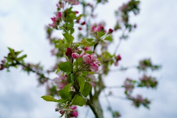 apple tree blossom