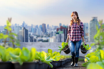 Asian woman gardener is growing organics vegetables while working at rooftop urban farming for city...