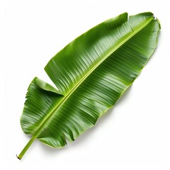 Fresh green banana leaf isolated on white background with ample copy space, ideal for eco-friendly or natural product themes