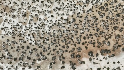 Aerial view of bushes on a salt lake