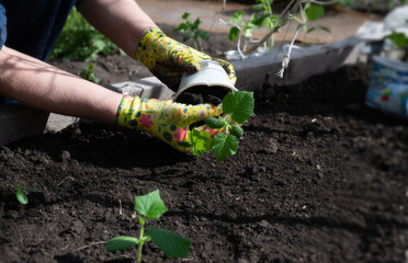 Female hands in gardening gloves hold cucumber seedlings before planting in the soil, space for text