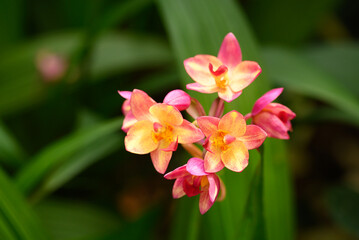 Pink Yellow Orchid flower (Spathoglottis plicata Blume)