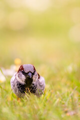 Sparrow on the ground. One house sparrow perching in spring.