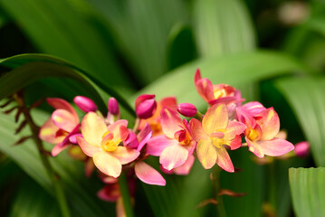 Pink Yellow Orchid flower (Spathoglottis plicata Blume)