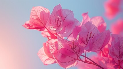 Bougainvillea flower in a pink hue against the sky