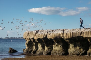Man walking on giant reef rock at low tide in Musick Point. A flock of birds flies off the roack ....