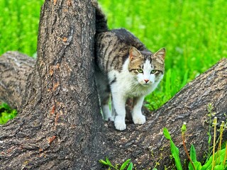 cat on a tree