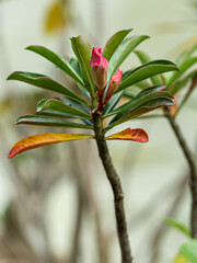 Beautiful Pink Adenium obesum (Forssk) bud flower. Red flowers
