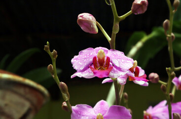 Phalaenopsis purple orchid flower, phalaenopsis or wrong with blur background. Purple phalaenopsis...
