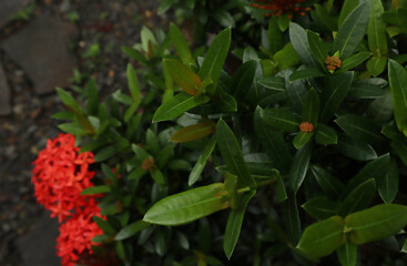 Creative layout made of pink flowers and green leaves. Natural concept