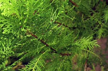 Creative layout made of green leaves. natural concept