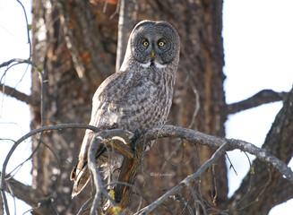 Great Gray Owl