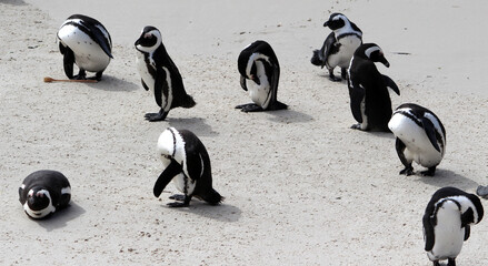 Jackass or Black-footed penguin (Spheniscus demersus) enjoying sunlight on Boulders Beach in Cape...