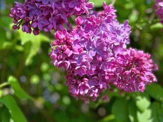 Lilac fresh pink flowers blossom in the spring park