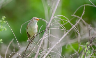 Eastern Olivaceous Warbler (Iduna pallida) is a summer migrant. It breeds in suitable habitats in...