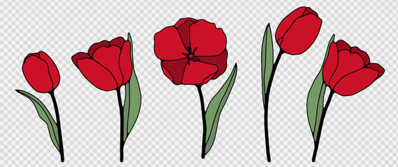 Set of five red tulips of different sizes isolated on a transparent background. Hand drawn tulips. - obrazy, fototapety, plakaty