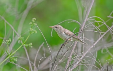Eastern Olivaceous Warbler (Iduna pallida) is a summer migrant. It breeds in suitable habitats in...