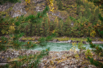 Rich juicy green pine needles against the background of a turquoise mountain river, rocky mountains and a bright autumn forest. An autumn day in the wild Altay, Siberia