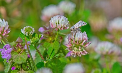 The red spotted moth (Utetheisa pulchella) is a moth belonging to the Erebidae family. Its beauty amazes.