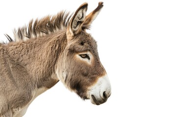 Serene image of a donkey against a white background