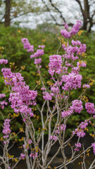 ハナズオウの花・Chinese redbud