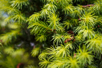pine needles