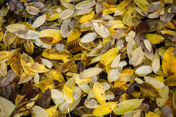 Bright yellow fallen autumn leaves in clear water close up. Yellow-brown autumn natural background