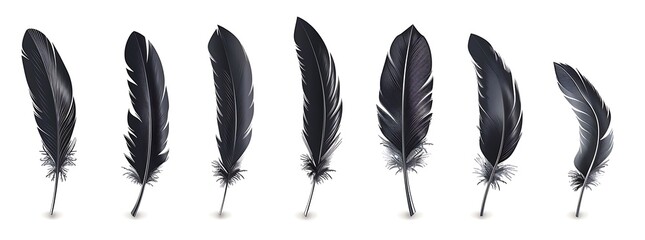Black feathers in different shapes and sizes, vector graphics on white background