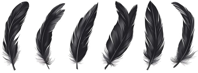 Black feathers in different shapes and sizes, vector graphics on white background