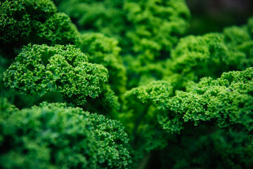 Growing Kale green cabbage, curly kale, on a farm for business, in the fields. Deep green natural...