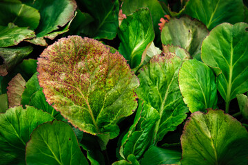 The bright green purple leaves close up of garden plants. Green herbal nature background of autumn season