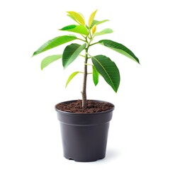 Young mango tree in a pot, isolated on a white background with plenty of copy space, perfect for articles on gardening and cultivation.