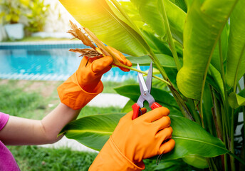 A young woman takes care of the garden, waters, fertilizes and prunes plants