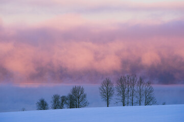 Trees by Lake Mjosa in hoarfrost.