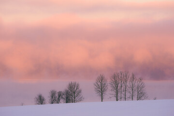 Trees by Lake Mjosa in hoarfrost.