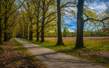 Naklejka premium Allee im Frühling