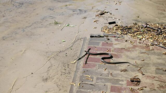 A grass snake slithers towards the water along a flooded footpath on a city beach and then swim water. Natrix Natrix floats down the river.