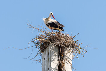 Stork standing on a concrete pole building a nest