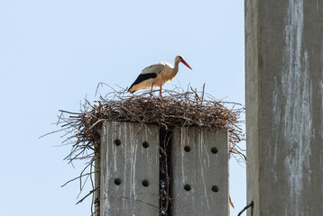 Stork standing on a concrete pole building a nest