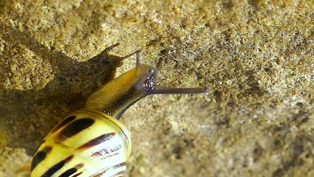 Snail Nature Video