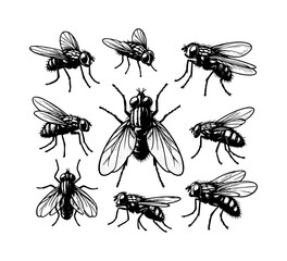 fly insect hand drawn vector
