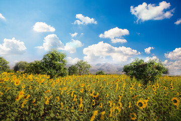 The background showcases a sunflower field against a backdrop of blue sky and mountains.